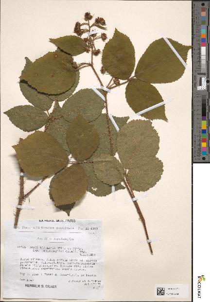 spécimen de Rubus rivularis