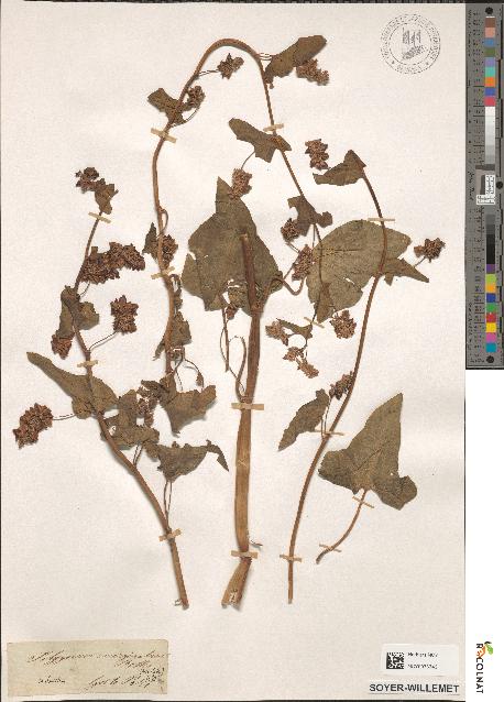 spécimen de Polygonum emarginatum