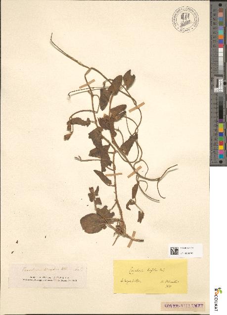 spécimen de Convolvulus hirsutus