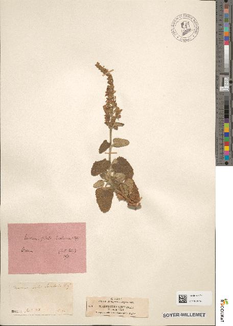 spécimen de Teucrium baeticum