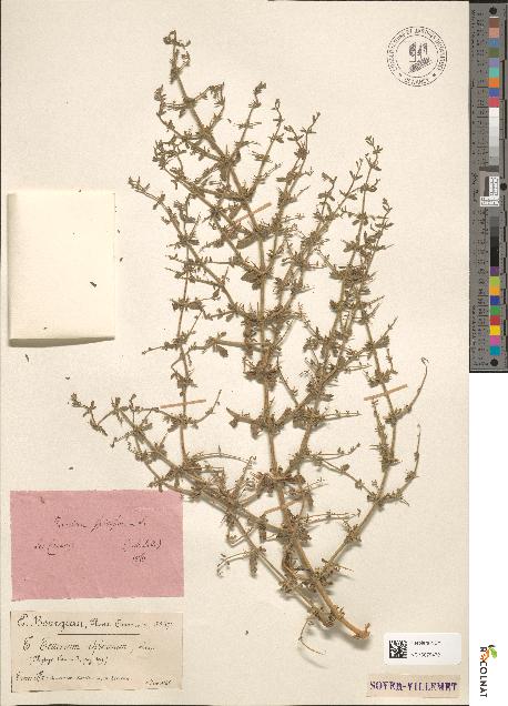 spécimen de Teucrium spinosum