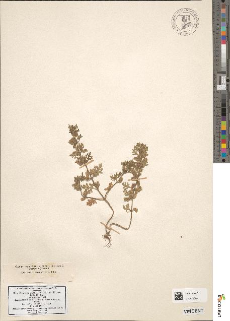 spécimen de Teucrium botrys