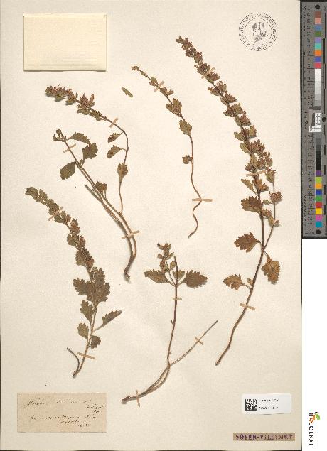 spécimen de Teucrium lucidum