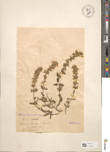 spécimen de Teucrium lucidum