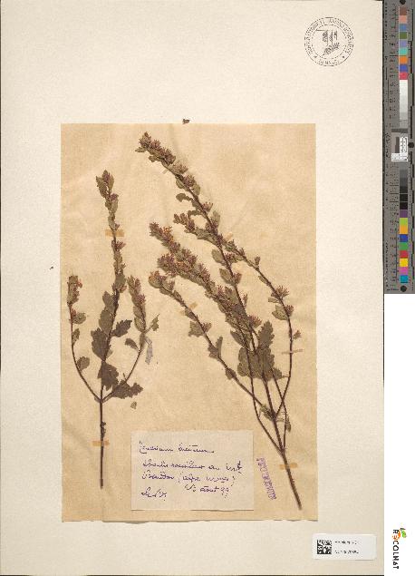 spécimen de Teucrium lucidum