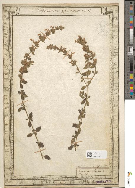 spécimen de Teucrium lucidum