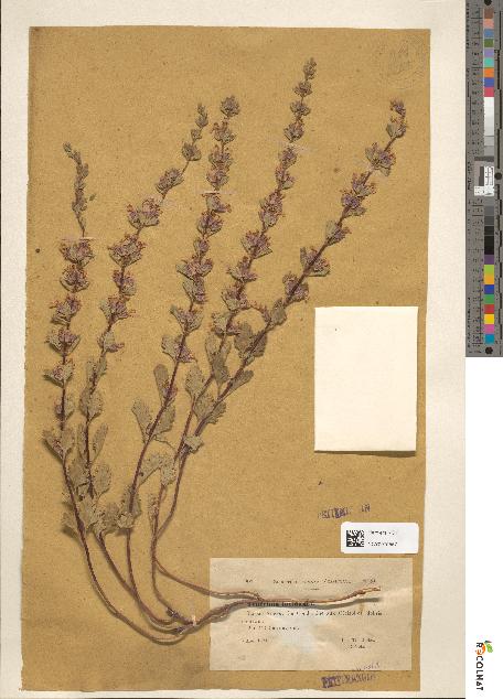 spécimen de Teucrium lucidum
