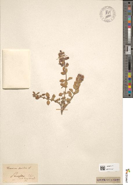 spécimen de Teucrium lucidum