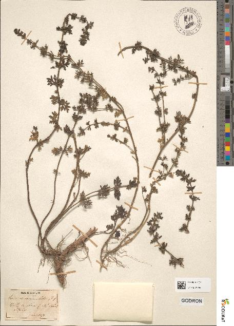 spécimen de Teucrium campanulatum