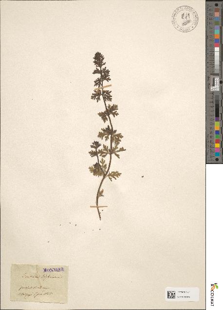 spécimen de Teucrium campanulatum
