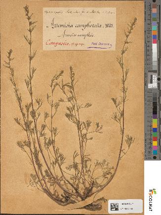 spécimen de Artemisia camphorata