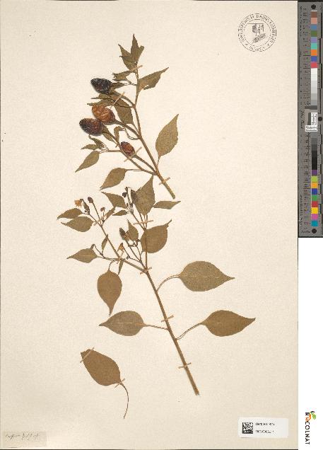 spécimen de Capsicum annuum