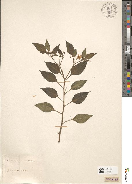 spécimen de Capsicum violaceum