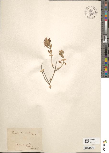 spécimen de Teucrium divaricatum
