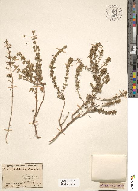 spécimen de Calamintha heterotricha