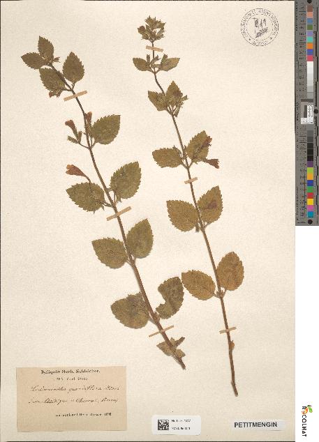 spécimen de Calamintha grandiflora