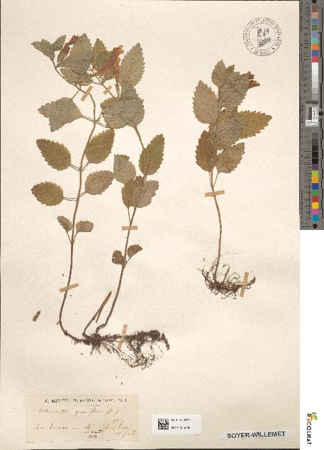 spécimen de Calamintha grandiflora