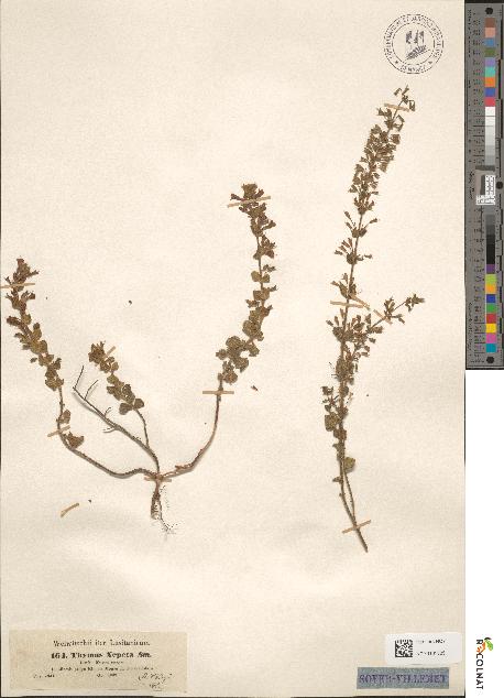 spécimen de Calamintha ascendens