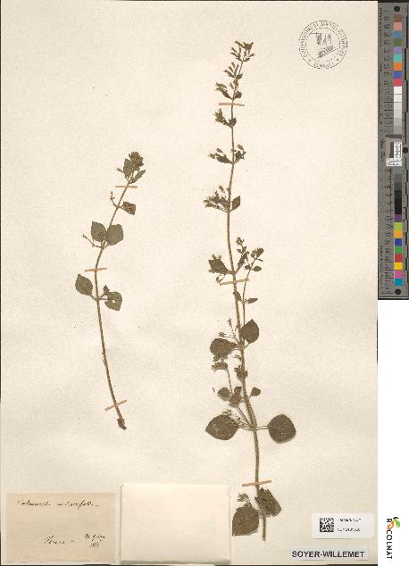 spécimen de Calamintha ascendens