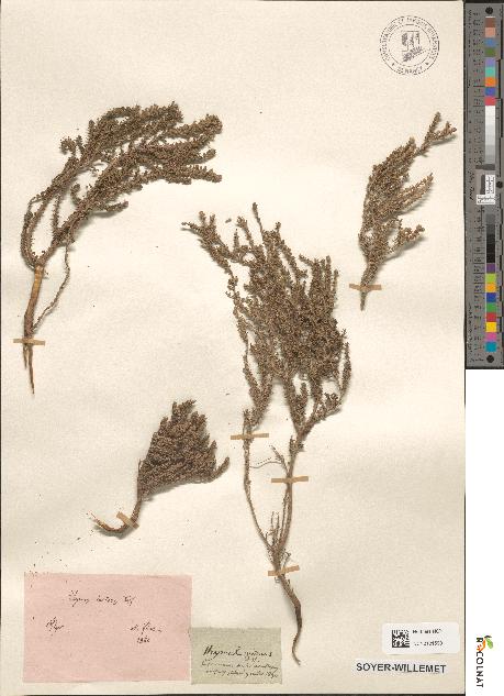 spécimen de Thymus inodorus