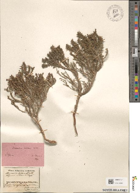spécimen de Thymus inodorus