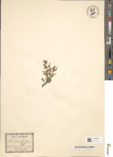 spécimen de Lindernia pyxidaria