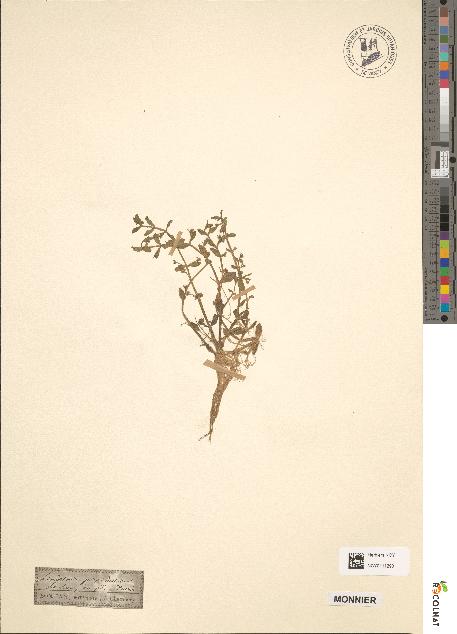 spécimen de Lindernia pyxidaria