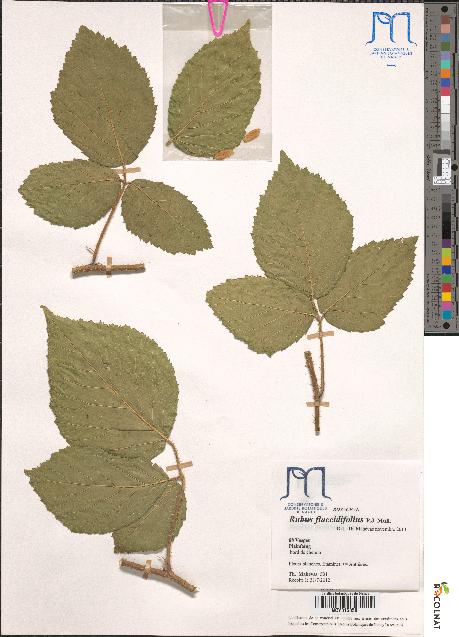 spécimen de Rubus flaccidifolius
