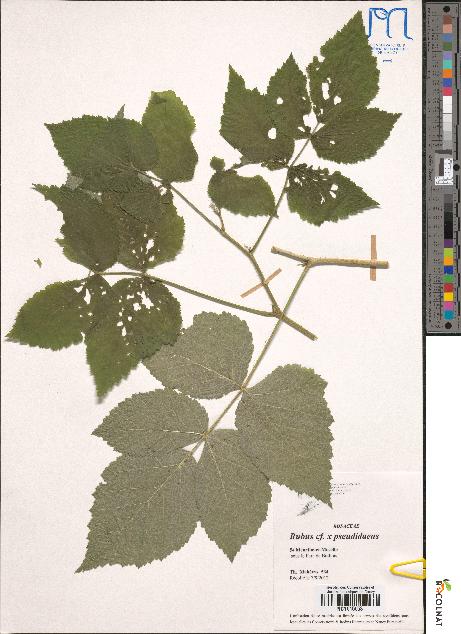 spécimen de Rubus pseudidaeus