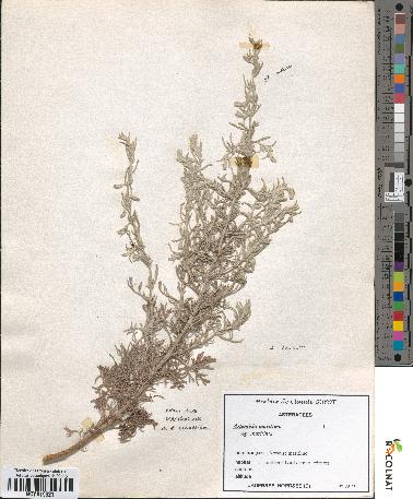 spécimen de Artemisia maritima