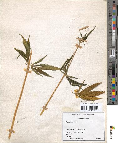 spécimen de Cannabis sativa