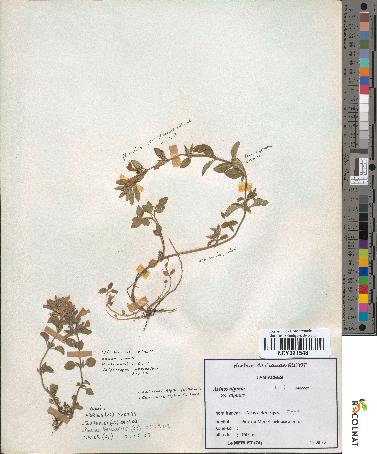 spécimen de Acinos alpinus