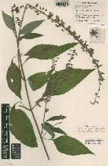 spécimen de Salvia sp.