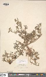 spécimen de Solanum triflorum