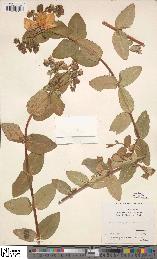 spécimen de Hypericum augustinii