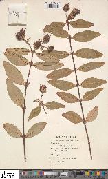 spécimen de Hypericum hookerianum