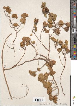 spécimen de Convolvulus soldanella