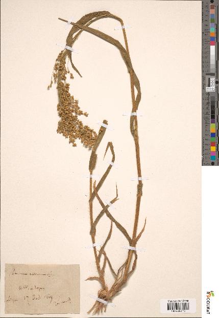 spécimen de Panicum miliaceum