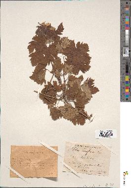spécimen de Vitis vinifera