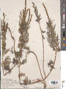 spécimen de Ambrosia tenuifolia