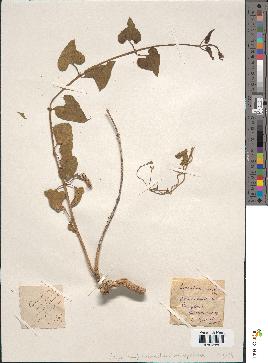 spécimen de Cynanchum monspeliacum