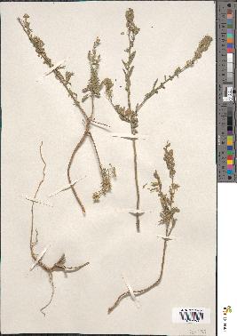 spécimen de Alyssum incanum