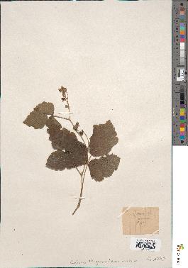 spécimen de Rubus thyrsoideus