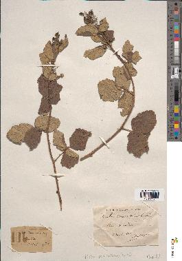 spécimen de Rubus tomentosus