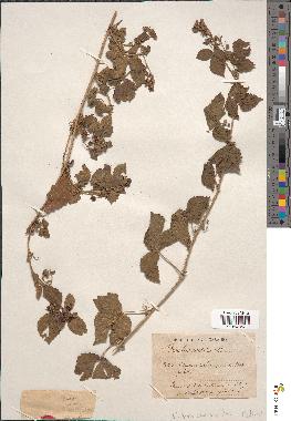 spécimen de Rubus caesius