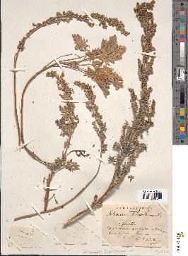 spécimen de Artemisia absinthium