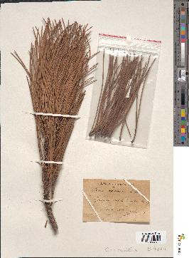 spécimen de Pinus maritima
