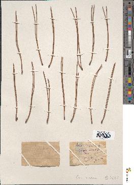 spécimen de Pinus maritima