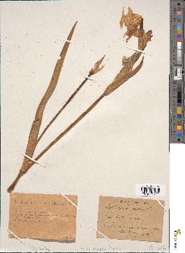 spécimen de Iris pseudacorus