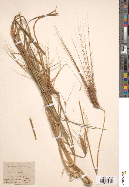 spécimen de Triticum aestivum